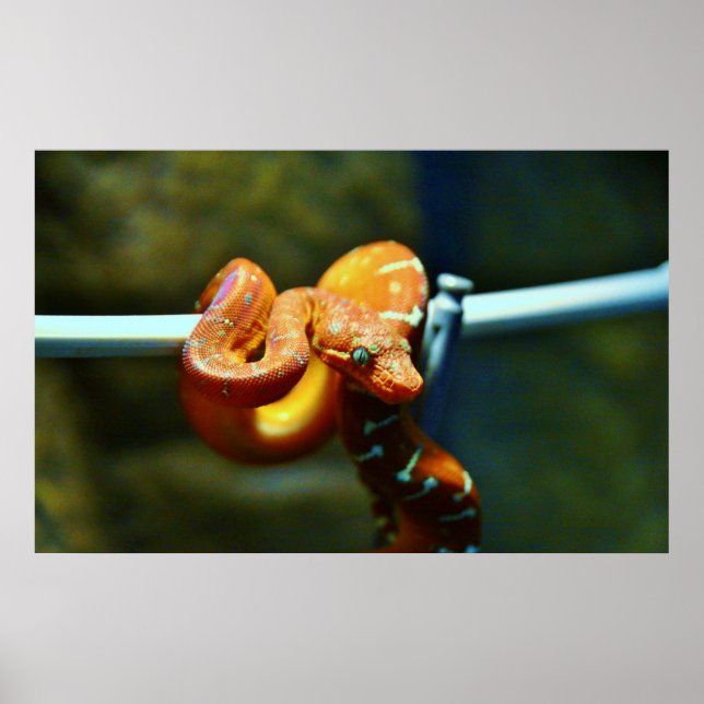 Orange Boll Python Poster (Framsidan)