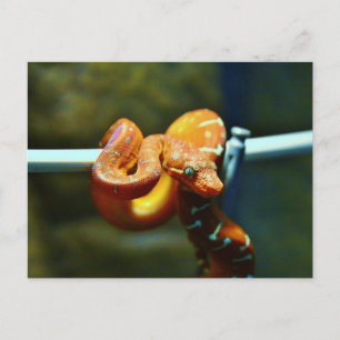 Orange Boll Python Vykort