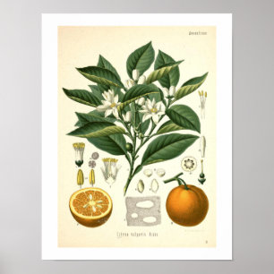 Orange Botaniskt Tryck