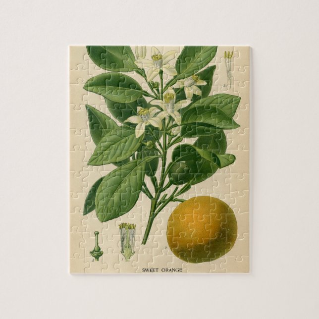 Orange botaniskt tryck för vintage pussel (Vertikal)