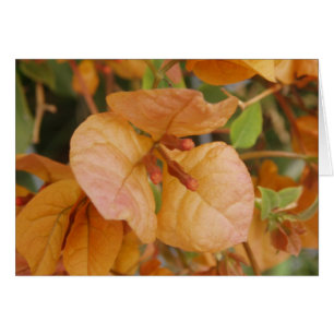 Orange Bougainvillea Card Hälsningskort