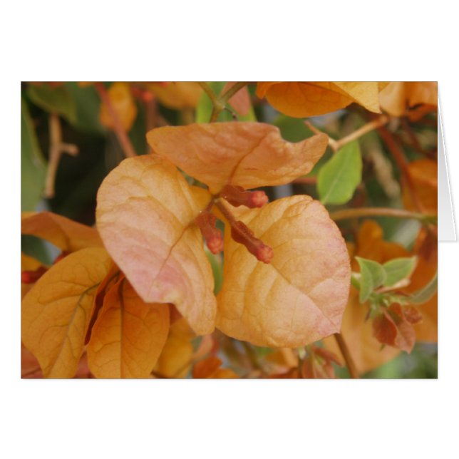 Orange Bougainvillea Card Hälsningskort (Framsidan Horizontal)