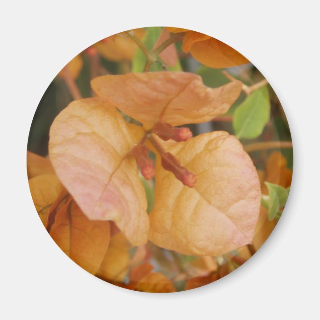 Orange Bougainvillea Magnet (Framsidan)