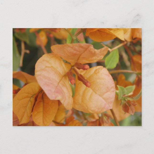 Orange Bourgonvillia Postcard Vykort (Framsida)