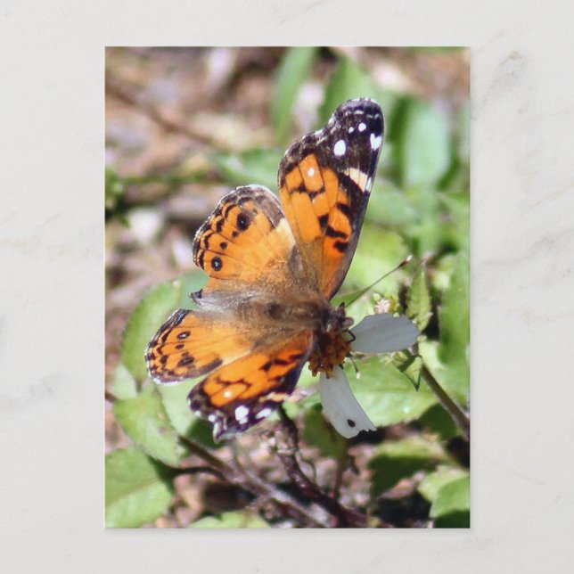 Orange Brown Butterfly Photo Postcard Vykort (Framsida)