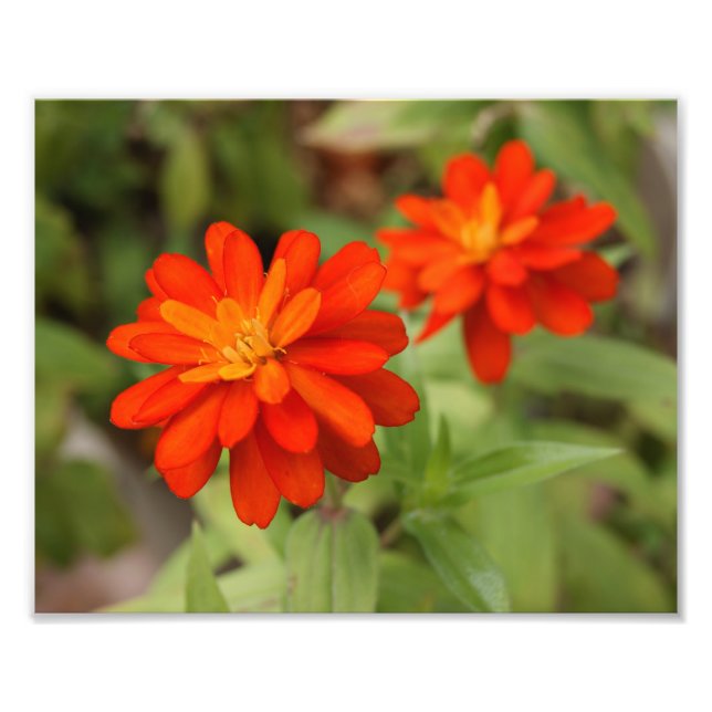 Orange Burst! 10x8-foto Fototryck (Framsidan)