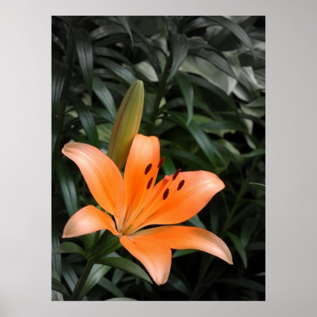 Orange Burst Poster (Framsidan)