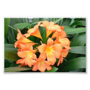 Orange Bush Lily Flower eller Natal Lily Fototryck