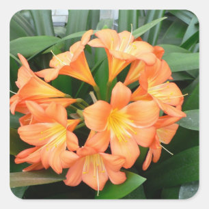 Orange Bush Lily Flower eller Natal Lily Fyrkantigt Klistermärke