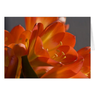 Orange Bush Lily OBS Kort