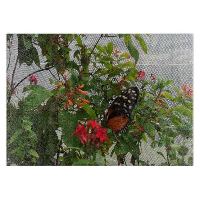 ORANGE BUTTERFÄRDIGT (Framsidan)