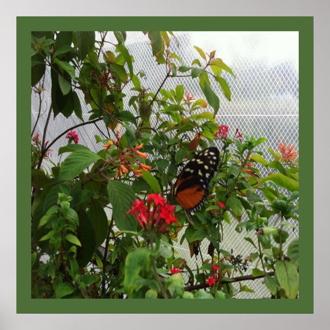 ORANGE BUTTERFÄRDIGT POSTER (Framsidan)