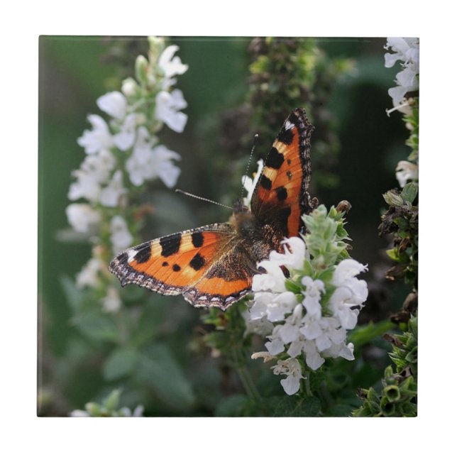 Orange Butterfly and White Blommars Kakelplatta (Framsidan)