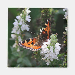 Orange Butterfly and White Blommars Magnet