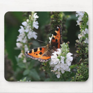 Orange Butterfly and White Blommars Musmatta