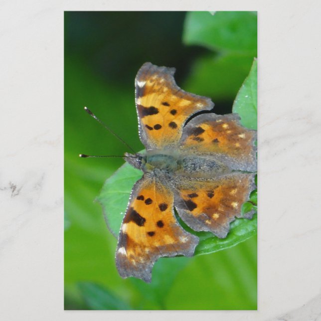 Orange Butterfly Brevpapper (Framsida)