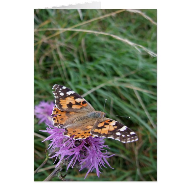 Orange Butterfly Card Hälsningskort (Framsidan)