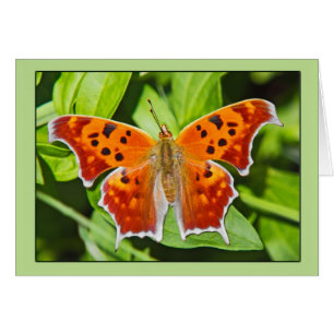 Orange Butterfly Hälsningskort