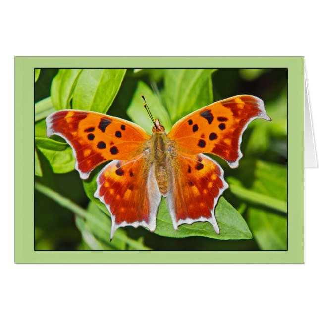 Orange Butterfly Hälsningskort (Framsidan Horizontal)