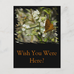 Orange Butterfly och Bee Vykort