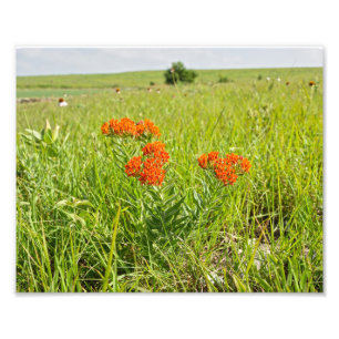 Orange Butterfly Ogräs, Kansas Fototryck
