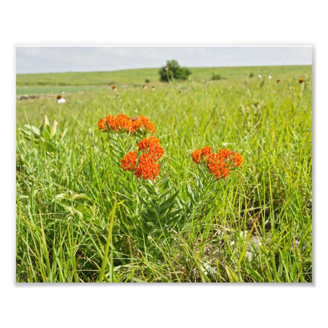 Orange Butterfly Ogräs, Kansas Fototryck (Framsidan)
