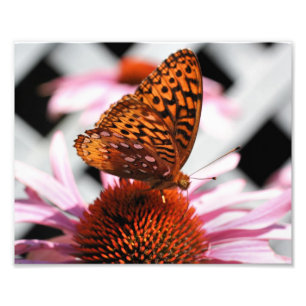 Orange Butterfly on Echinacea Flower 8x10 Fototryck