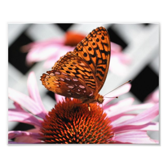 Orange Butterfly on Echinacea Flower 8x10 Fototryck (Framsidan)