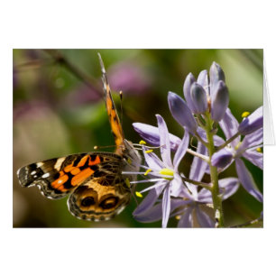 Orange Butterfly på Vild Hyacinth Apparatur & Gift Hälsningskort