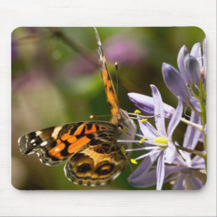 Orange Butterfly på Vild Hyacinth Apparatur & Gift Musmatta
