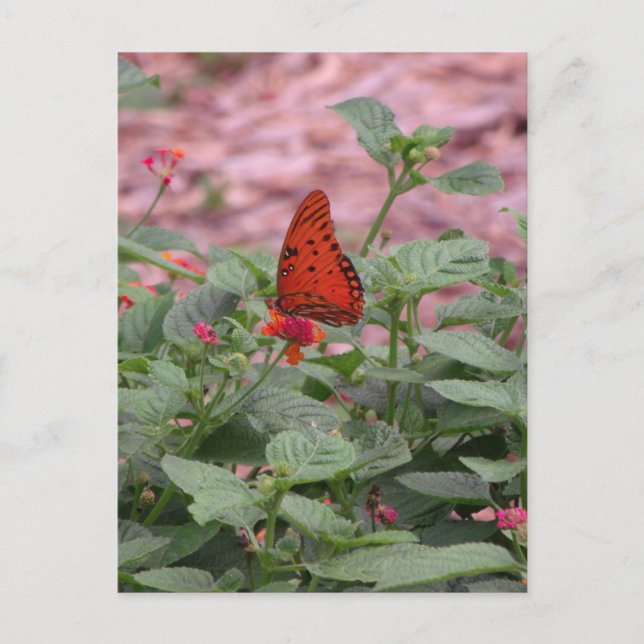 Orange Butterfly Photo Postcard Vykort (Framsida)