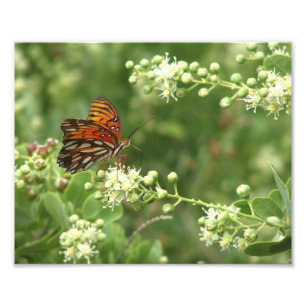 Orange Butterfly Photo Print Fototryck