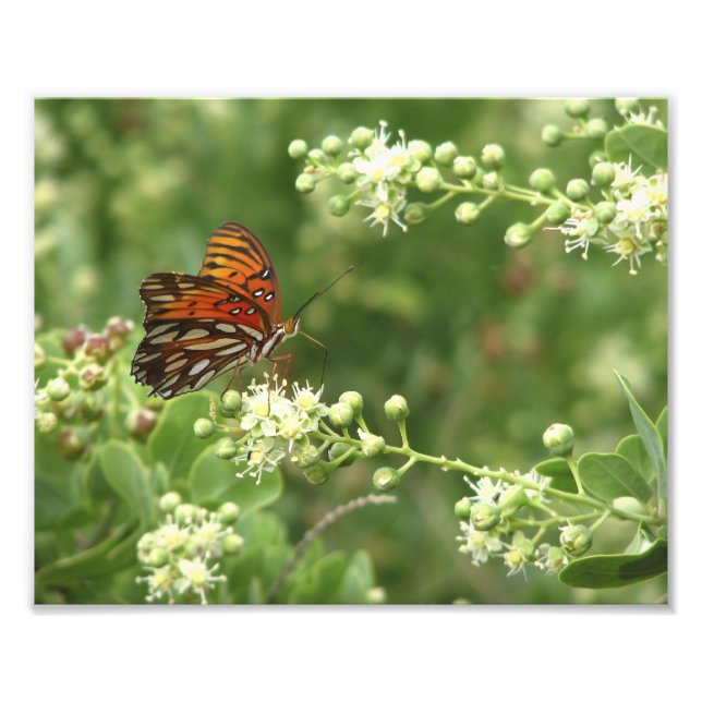 Orange Butterfly Photo Print Fototryck (Framsidan)