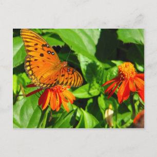 Orange Butterfly-uppgradering Vykort
