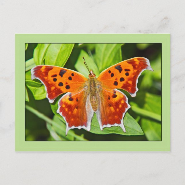 Orange Butterfly Vykort (Framsida)