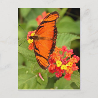 orange Butterfly Vykort