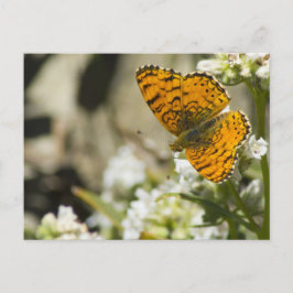 Orange Butterfly Vykort