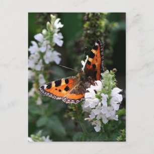 Orange Butterfly Vykort