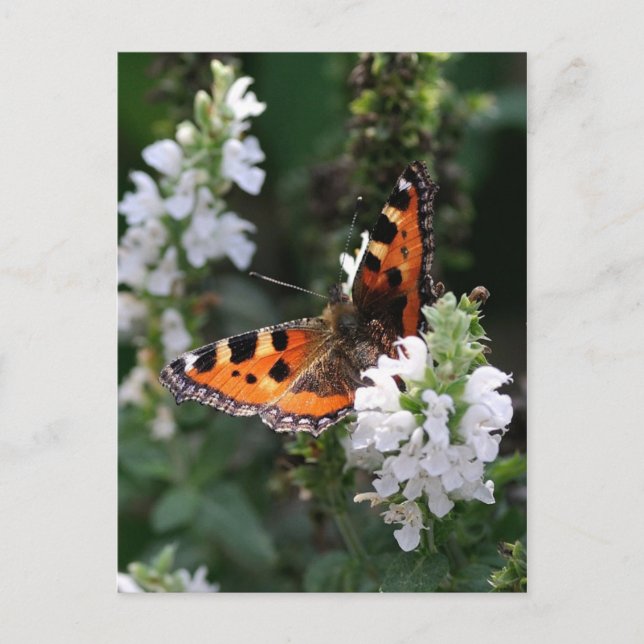 Orange Butterfly Vykort (Framsida)