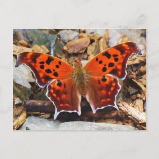 Orange Butterfly Vykort