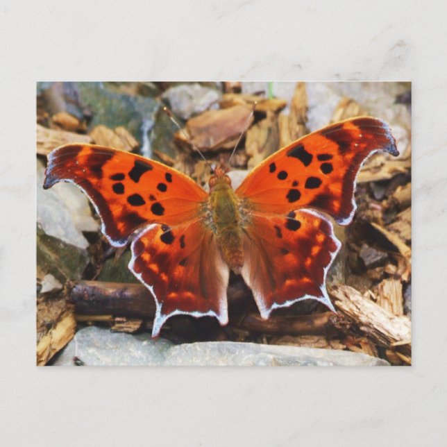 Orange Butterfly Vykort (Framsida)