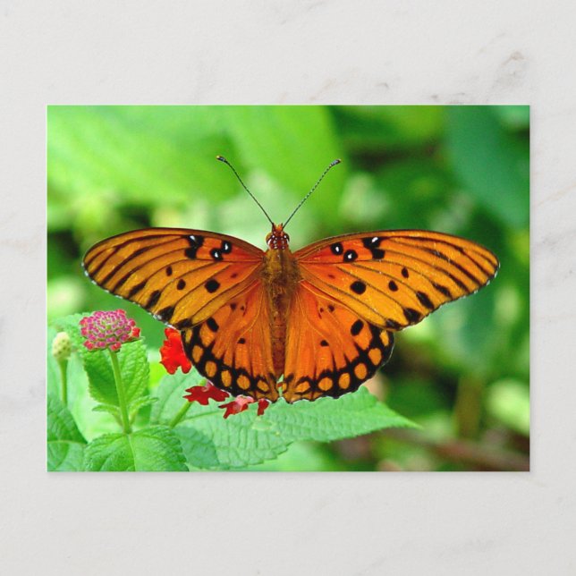 Orange Butterfly-vykort Vykort (Framsida)