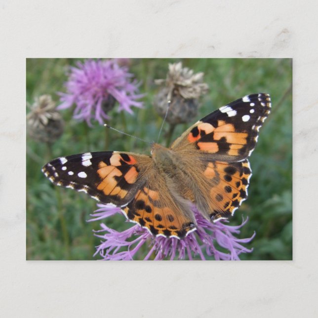 Orange Butterfly-vykort Vykort (Framsida)