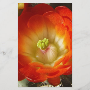 Orange-Cactus-blomma
