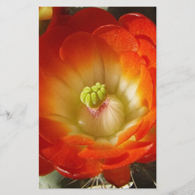 Orange-Cactus-blomma (Framsida)