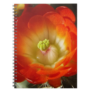 Orange-Cactus-blomma Anteckningsbok Med Spiral
