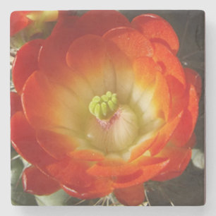 Orange cactus blomsten underlägg sten