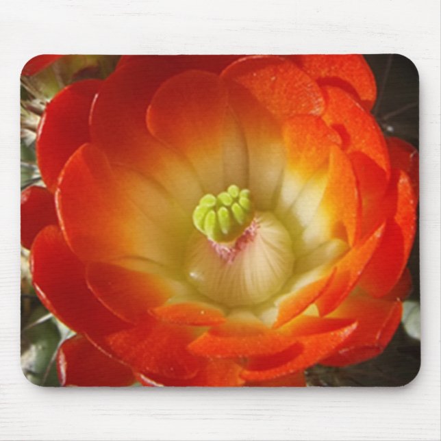 Orange Cactus Flower Mouse Pad Musmatta (Framsidan)