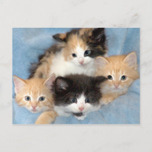 Orange, Calico och Black/White Kittens vykort
