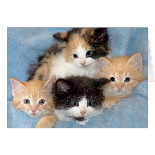 Orange, Calico och svart/vitkattungekort Hälsningskort (Framsidan Horizontal)
